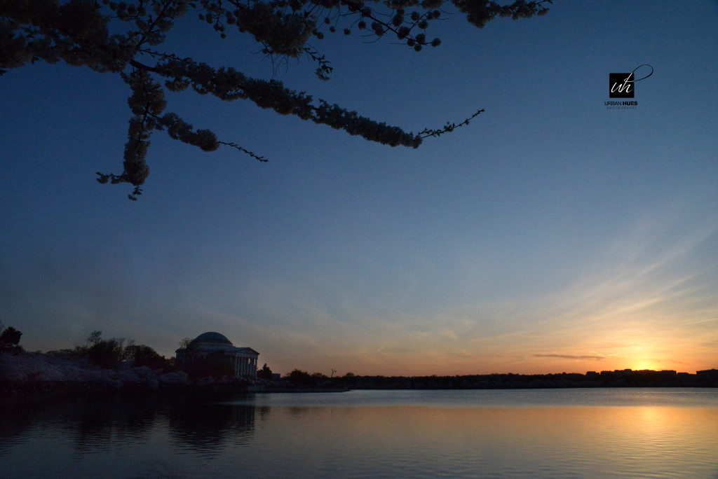 Cherry Blossom Sunrise-1-10