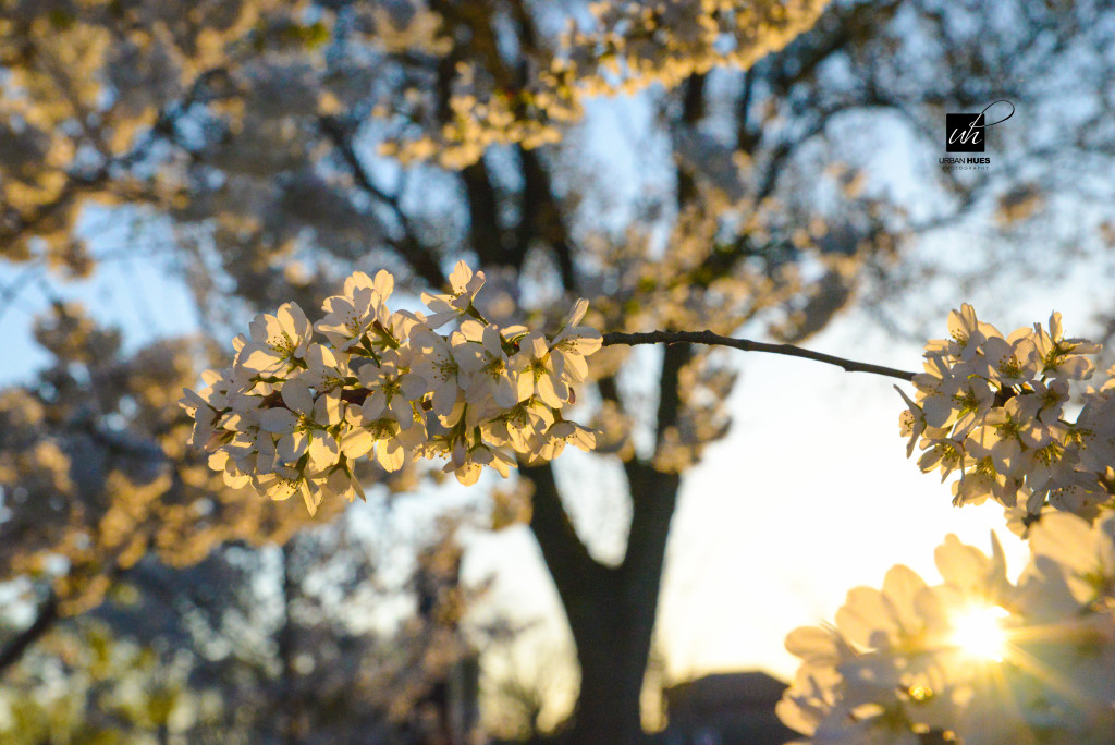 Cherry Blossom Sunrise-1