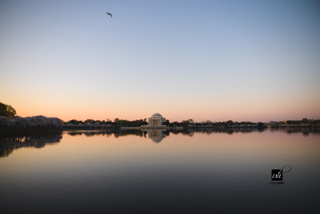 Cherry Blossom Sunrise-1-4