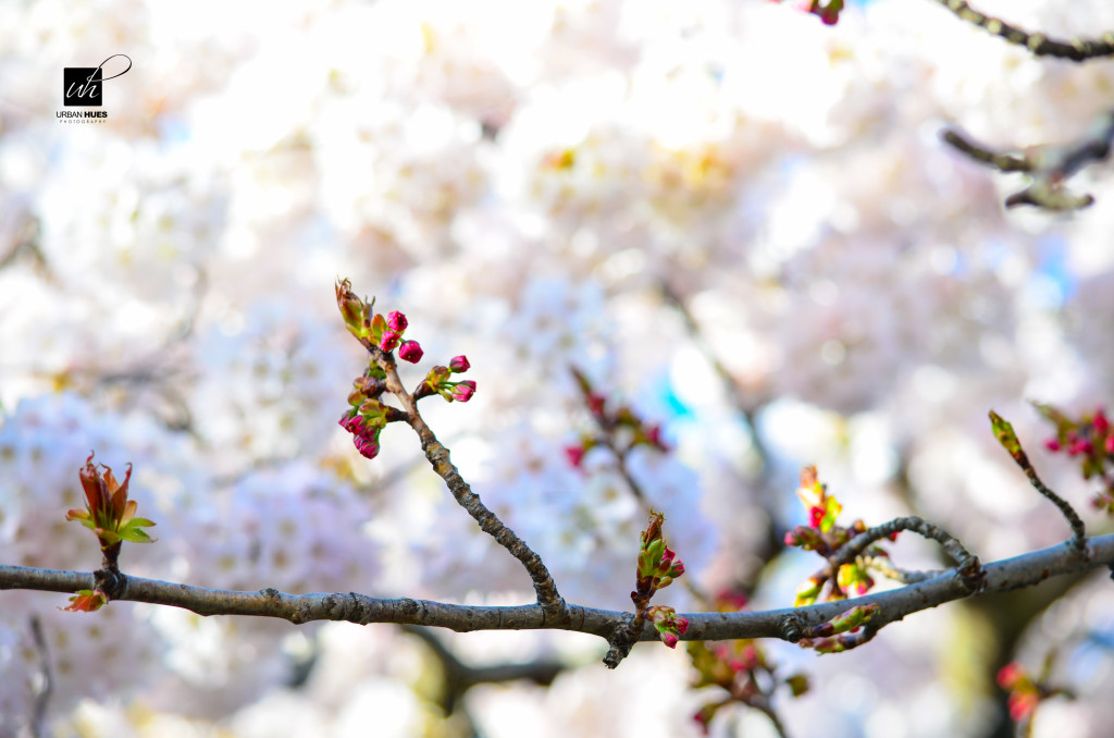 Cherry Blossom Sunrise-1-5