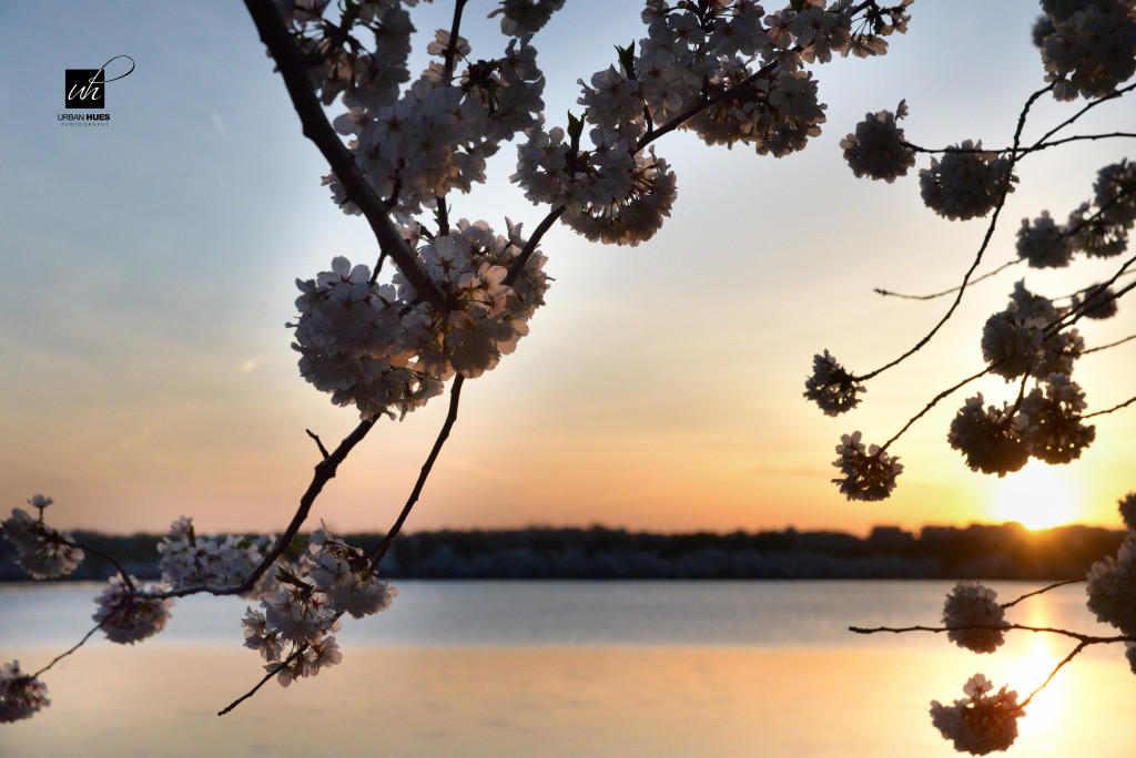 Cherry Blossom Sunrise-1-8