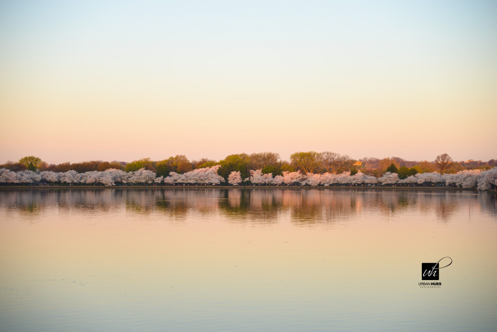 Cherry Blossom Sunrise-14