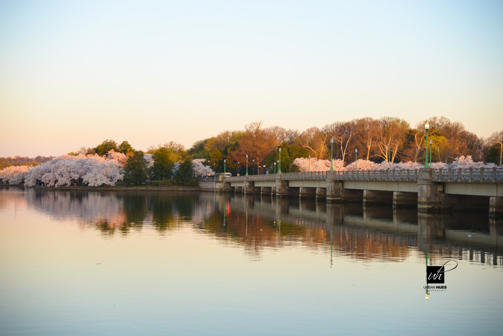 Cherry Blossom Sunrise-16