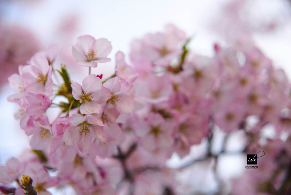 Cherry Blossom Sunrise-25