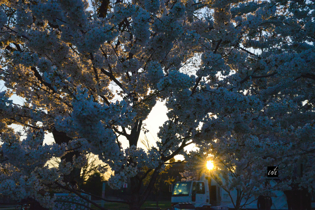 Cherry Blossom Sunrise-28