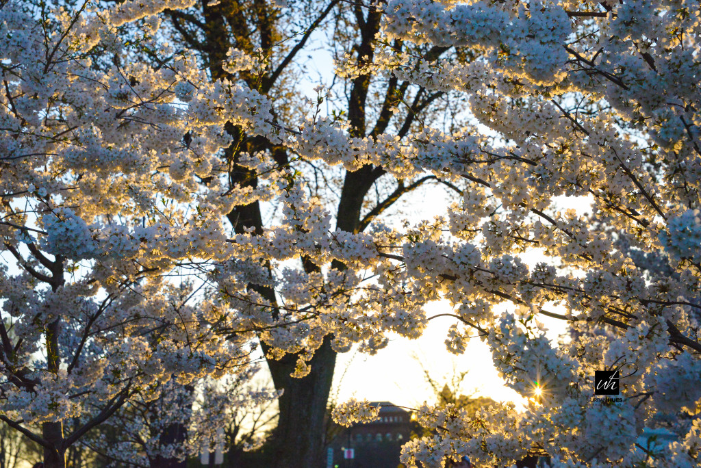 Cherry Blossom Sunrise-34