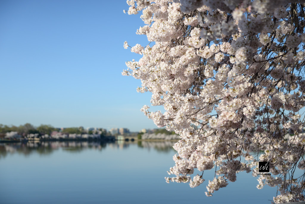 Cherry Blossom Sunrise-45